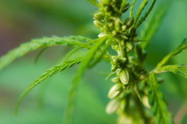 Kenevir tohumu ile büyük marihuana yaprakları ile Yeşil esrar Bush.