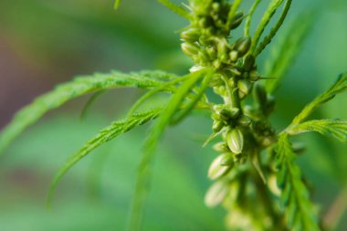 Kenevir tohumu ile büyük marihuana yaprakları ile Yeşil esrar Bush.