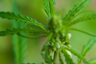 Kenevir tohumu ile büyük marihuana yaprakları ile Yeşil esrar Bush.