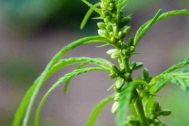 Kenevir tohumu ile büyük marihuana yaprakları ile Yeşil esrar Bush.