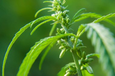 Kenevir tohumu ile büyük marihuana yaprakları ile Yeşil esrar Bush.