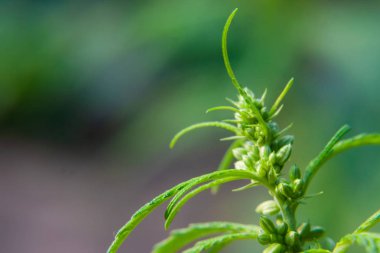 Kenevir tohumu ile büyük marihuana yaprakları ile Yeşil esrar Bush.