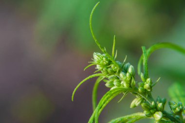 Kenevir tohumu ile büyük marihuana yaprakları ile Yeşil esrar Bush.