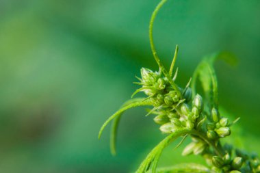 Kenevir tohumu ile büyük marihuana yaprakları ile Yeşil esrar Bush.