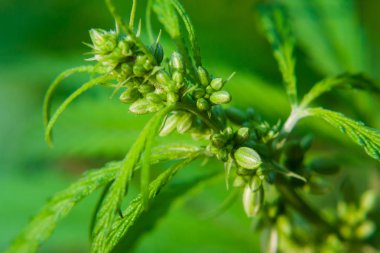 Kenevir tohumu ile büyük marihuana yaprakları ile Yeşil esrar Bush.