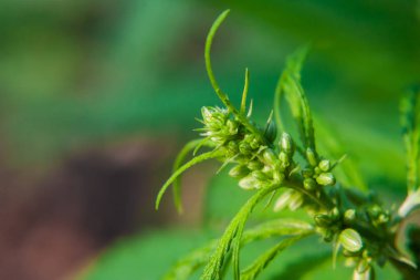Kenevir tohumu ile büyük marihuana yaprakları ile Yeşil esrar Bush.