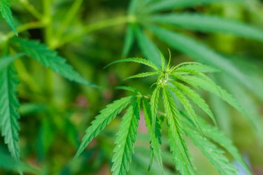 Kenevir tohumu ile büyük marihuana yaprakları ile Yeşil esrar Bush.