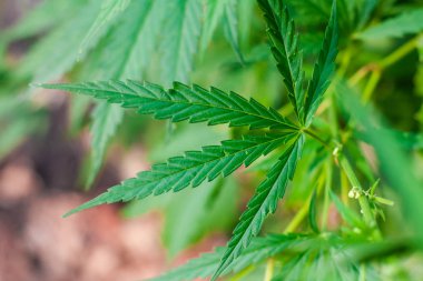 Kenevir tohumu ile büyük marihuana yaprakları ile Yeşil esrar Bush.