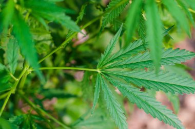 Kenevir tohumu ile büyük marihuana yaprakları ile Yeşil esrar Bush.