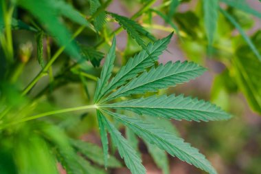 Kenevir tohumu ile büyük marihuana yaprakları ile Yeşil esrar Bush.