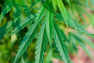 Kenevir tohumu ile büyük marihuana yaprakları ile Yeşil esrar Bush.