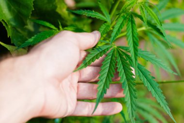 Kenevir tohumu ile büyük marihuana yaprakları ile Yeşil esrar Bush.