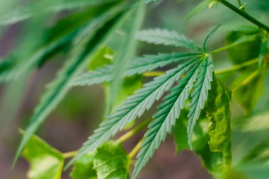 Kenevir tohumu ile büyük marihuana yaprakları ile Yeşil esrar Bush.