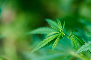 Kenevir tohumu ile büyük marihuana yaprakları ile Yeşil esrar Bush.