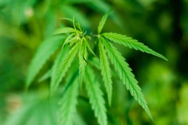 Kenevir tohumu ile büyük marihuana yaprakları ile Yeşil esrar Bush.