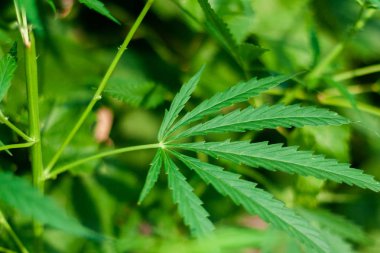 Kenevir tohumu ile büyük marihuana yaprakları ile Yeşil esrar Bush.