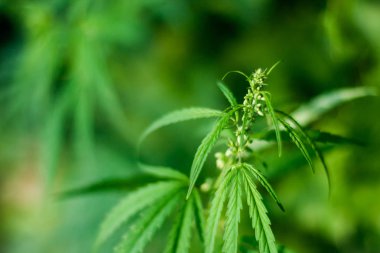 Kenevir tohumu ile büyük marihuana yaprakları ile Yeşil esrar Bush.