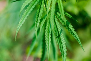 Kenevir tohumu ile büyük marihuana yaprakları ile Yeşil esrar Bush.