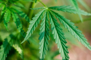 Kenevir tohumu ile büyük marihuana yaprakları ile Yeşil esrar Bush.