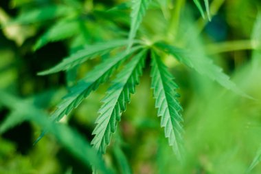 Kenevir tohumu ile büyük marihuana yaprakları ile Yeşil esrar Bush.