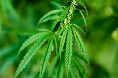 Kenevir tohumu ile büyük marihuana yaprakları ile Yeşil esrar Bush.