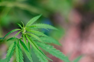 Kenevir tohumu ile büyük marihuana yaprakları ile Yeşil esrar Bush.