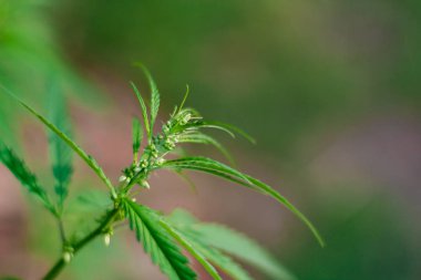 Kenevir tohumu ile büyük marihuana yaprakları ile Yeşil esrar Bush.