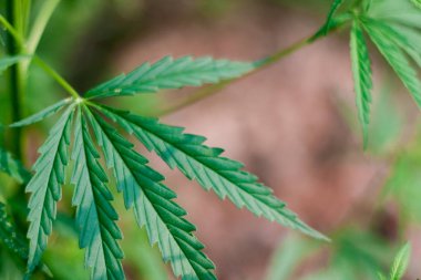 Kenevir tohumu ile büyük marihuana yaprakları ile Yeşil esrar Bush.