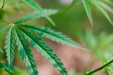 Kenevir tohumu ile büyük marihuana yaprakları ile Yeşil esrar Bush.