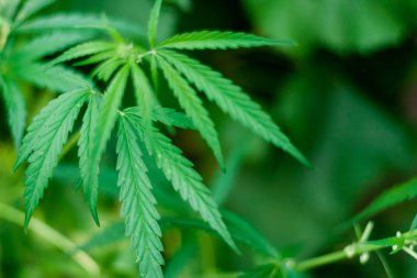 Kenevir tohumu ile büyük marihuana yaprakları ile Yeşil esrar Bush.