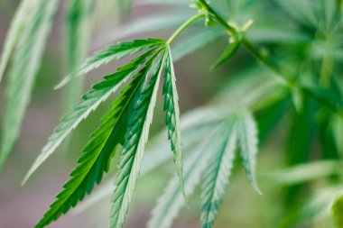 Kenevir tohumu ile büyük marihuana yaprakları ile Yeşil esrar Bush.