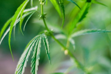 Kenevir tohumu ile büyük marihuana yaprakları ile Yeşil esrar Bush.