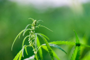 Kenevir tohumu ile büyük marihuana yaprakları ile Yeşil esrar Bush.