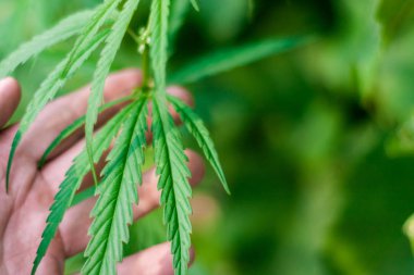 Kenevir tohumu ile büyük marihuana yaprakları ile Yeşil esrar Bush.