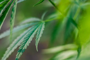 Kenevir tohumu ile büyük marihuana yaprakları ile Yeşil esrar Bush.