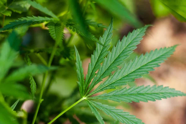 Kenevir tohumu ile büyük marihuana yaprakları ile Yeşil esrar Bush.