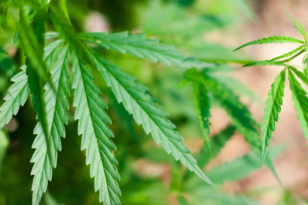 Kenevir tohumu ile büyük marihuana yaprakları ile Yeşil esrar Bush.