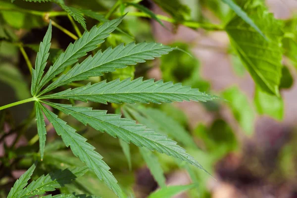 Kenevir tohumu ile büyük marihuana yaprakları ile Yeşil esrar Bush.