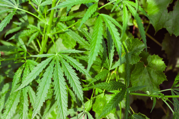 Зеленая конопля Буш с большими листьями марихуаны с семенами конопли
.