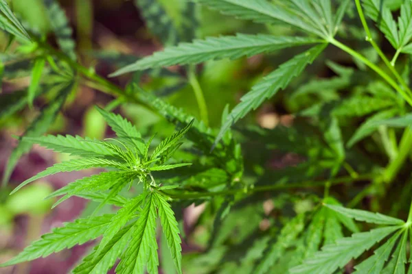 Kenevir tohumu ile büyük marihuana yaprakları ile Yeşil esrar Bush.