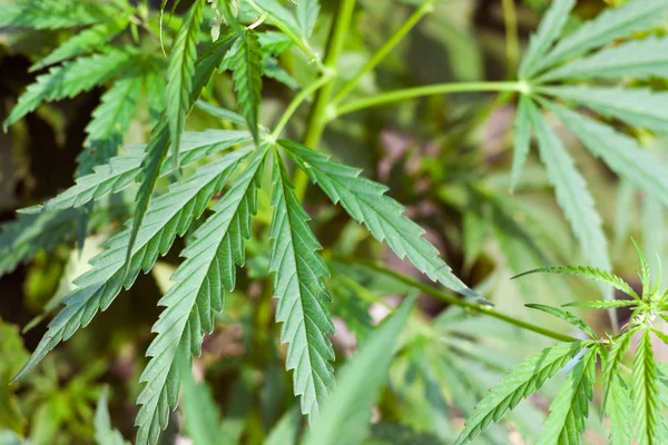 Kenevir tohumu ile büyük marihuana yaprakları ile Yeşil esrar Bush.