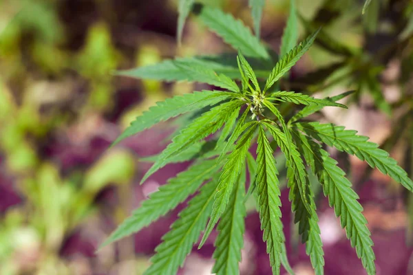 Kenevir tohumu ile büyük marihuana yaprakları ile Yeşil esrar Bush.