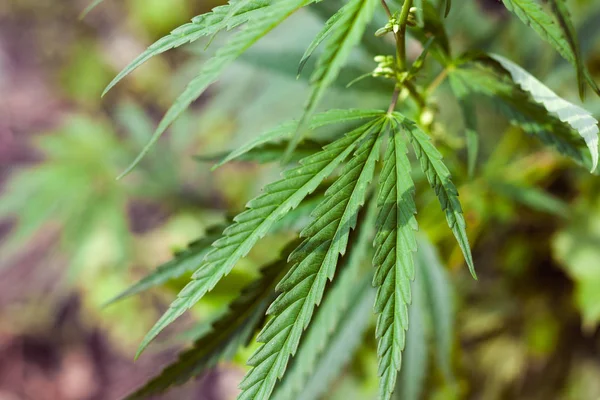 Kenevir tohumu ile büyük marihuana yaprakları ile Yeşil esrar Bush.