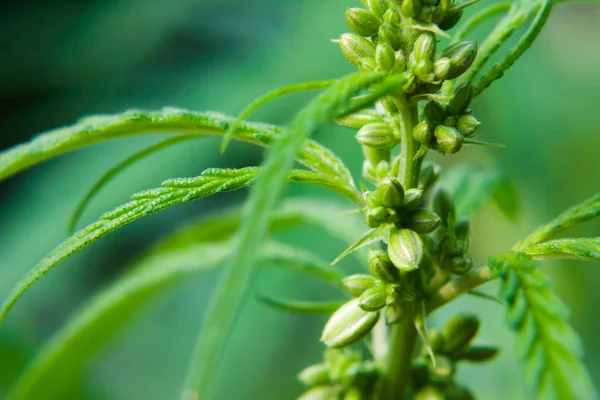 Kenevir tohumu ile büyük marihuana yaprakları ile Yeşil esrar Bush.