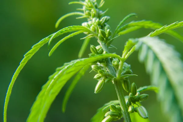 Kenevir tohumu ile büyük marihuana yaprakları ile Yeşil esrar Bush.