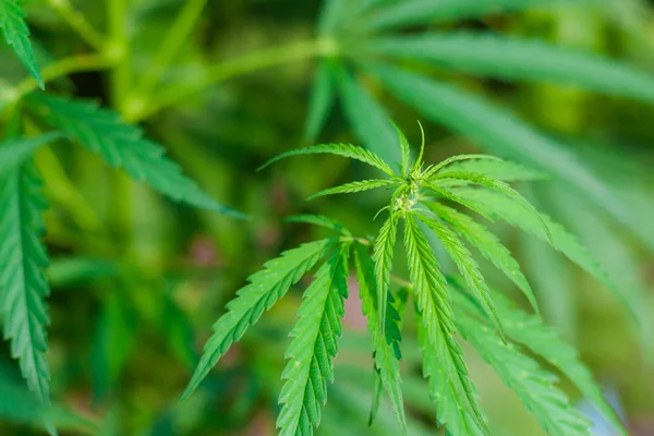 Kenevir tohumu ile büyük marihuana yaprakları ile Yeşil esrar Bush.