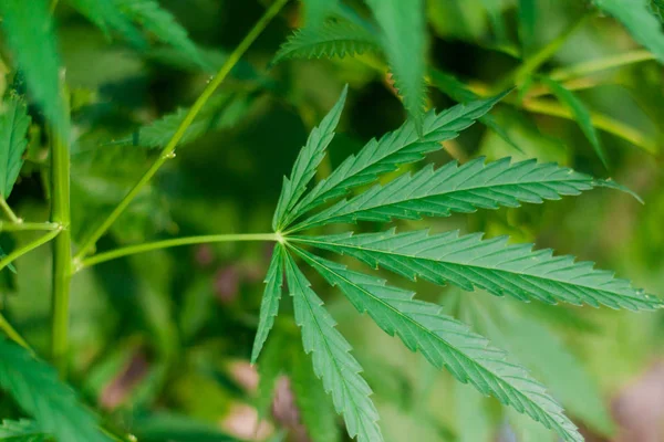 Kenevir tohumu ile büyük marihuana yaprakları ile Yeşil esrar Bush.