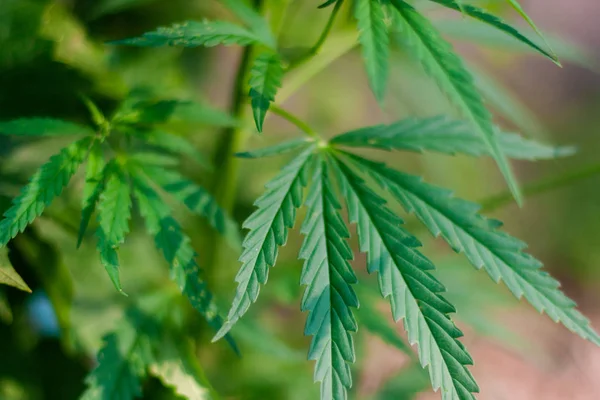 Kenevir tohumu ile büyük marihuana yaprakları ile Yeşil esrar Bush.