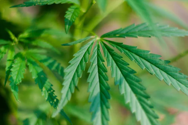 Kenevir tohumu ile büyük marihuana yaprakları ile Yeşil esrar Bush.