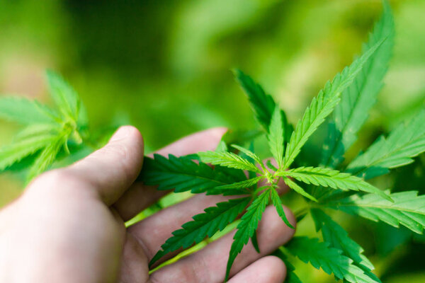 Зеленая конопля Буш с большими листьями марихуаны с семенами конопли
.